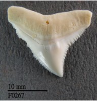 公牛鯊上顎齒藏品圖，第1張