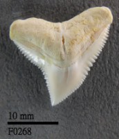 公牛鯊上顎齒藏品圖，第1張