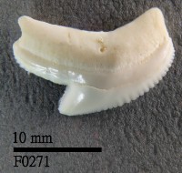 虎鯊上顎齒藏品圖，第1張