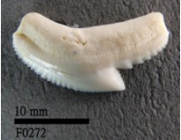 虎鯊上顎齒藏品圖，第1張