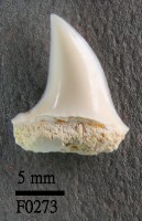 長鰭鯖鯊下顎齒藏品圖，第1張