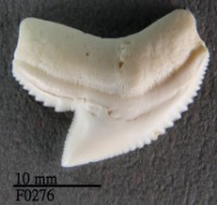 鼬鯊上顎齒藏品圖，第1張