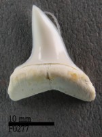 尖吻鯖鯊下顎齒藏品圖，第1張