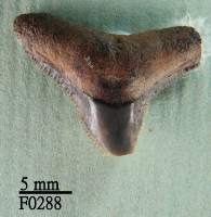 公牛鯊上顎齒藏品圖，第1張