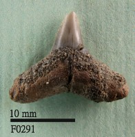 黑邊鰭真鯊下顎齒藏品圖，第1張