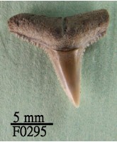 黑邊鰭真鯊上顎齒藏品圖，第1張