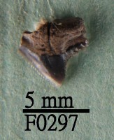 公牛鯊上顎齒藏品圖，第1張