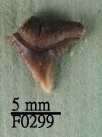 公牛鯊上顎齒藏品圖，第1張