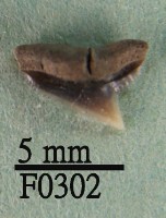 鉛灰真鯊上顎齒藏品圖，第1張