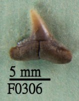 黑邊鰭真鯊下顎齒藏品圖，第1張