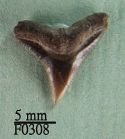 白邊真鯊上顎齒藏品圖，第1張