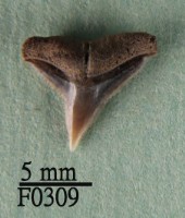 白邊真鯊上顎齒藏品圖，第1張