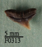 白邊真鯊上顎齒藏品圖，第1張