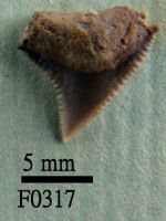 公牛鯊上顎齒藏品圖，第1張