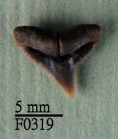 公牛鯊上顎齒藏品圖，第1張