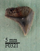 公牛鯊上顎齒藏品圖，第1張