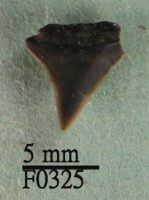 鉛灰真鯊上顎齒藏品圖，第1張