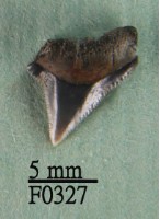 沙洲鯊上顎齒藏品圖，第1張