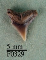 沙洲鯊上顎齒藏品圖，第1張