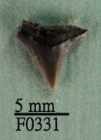 沙洲鯊上顎齒藏品圖，第1張