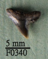 杜氏真鯊上顎齒藏品圖，第1張