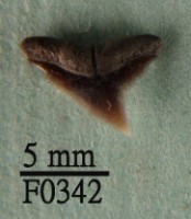 公牛鯊上顎齒藏品圖，第1張