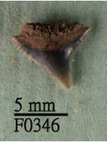 鉛灰真鯊上顎齒藏品圖，第1張