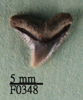 公牛鯊上顎齒藏品圖，第1張