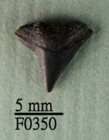 鉛灰真鯊上顎齒藏品圖，第1張