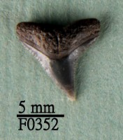 鉛灰真鯊上顎齒藏品圖，第1張