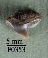 灰色真鯊上顎齒藏品圖，第1張