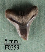 沙洲鯊上顎齒藏品圖，第1張