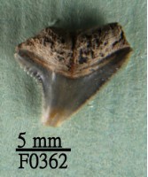 公牛鯊上顎齒藏品圖，第1張