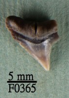 鉛灰真鯊上顎齒藏品圖，第1張