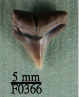 沙洲鯊上顎齒藏品圖，第1張