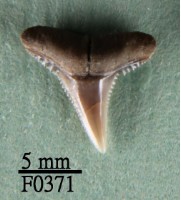 黑邊鰭真鯊上顎齒藏品圖，第1張