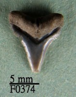 沙洲鯊上顎齒藏品圖，第1張