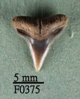 沙洲鯊上顎齒藏品圖，第1張