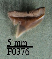 爪哇真鯊上顎齒藏品圖，第1張