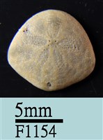 小海膽藏品圖，第1張