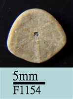 小海膽藏品圖，第2張