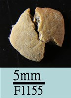 小海膽藏品圖，第1張