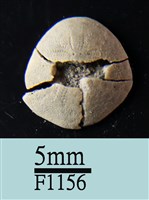 小海膽藏品圖，第1張