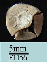 小海膽藏品圖，第2張