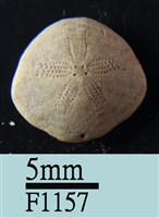 小海膽藏品圖，第1張