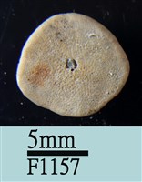 小海膽藏品圖，第2張