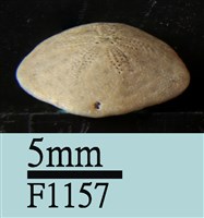 小海膽藏品圖，第3張