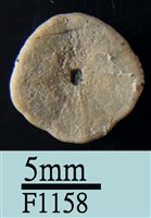 小海膽藏品圖，第2張