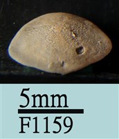 小海膽藏品圖，第3張