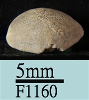 小海膽藏品圖，第3張